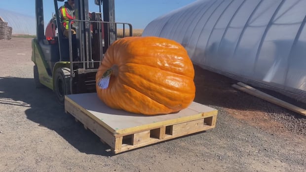 ‘ill-be-itching-to-get-started-again-next-year,’-pumpkin-weigh-off-winner-says