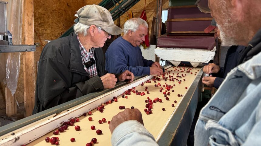 cranberry-farmer-hoping-someone-else-will-carry-on-the-tradition-he-started-decades-ago