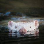rare-white-beaver-wows-ottawa-wildlife-watchers