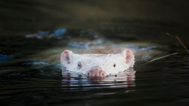 rare-white-beaver-wows-ottawa-wildlife-watchers