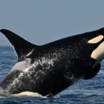 southern-resident-killer-whales-show-signs-of-slow-decline-toward-disappearance