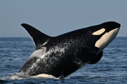 southern-resident-killer-whales-show-signs-of-slow-decline-toward-disappearance