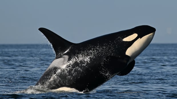 southern-resident-killer-whales-show-signs-of-slow-decline-toward-disappearance