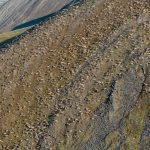 in-the-yukon,-the-longest-land-migration-on-earth-is-under-threat