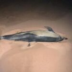 dolphin-found-stranded-on-pei.’s-north-shore-dies