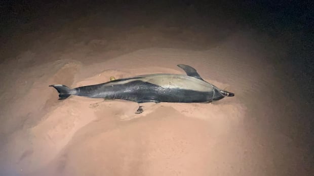 dolphin-found-stranded-on-pei.’s-north-shore-dies