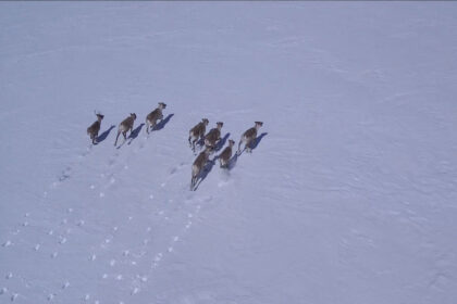 la-rage-chez-le-caribou-:-ce-que-vous-devez-savoir