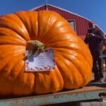‘it’s-ginormous!’:-giant-pumpkin-and-squash-weigh-off-draws-in-young-growers