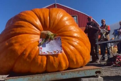‘it’s-ginormous!’:-giant-pumpkin-and-squash-weigh-off-draws-in-young-growers