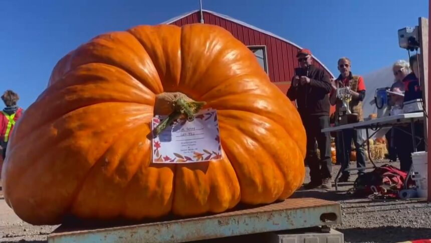 ‘it’s-ginormous!’:-giant-pumpkin-and-squash-weigh-off-draws-in-young-growers