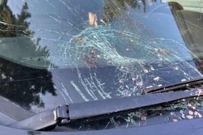 ‘scared-the-heck-out-of-me’:-falling-fish-smashes-sask.-woman’s-windshield