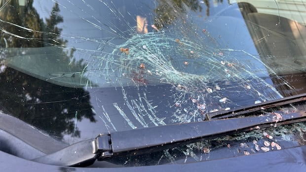‘scared-the-heck-out-of-me’:-falling-fish-smashes-sask.-woman’s-windshield
