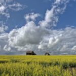 sask-looks-to-diversify-canola-export-markets-as-chinese,-us.-tariffs-bite