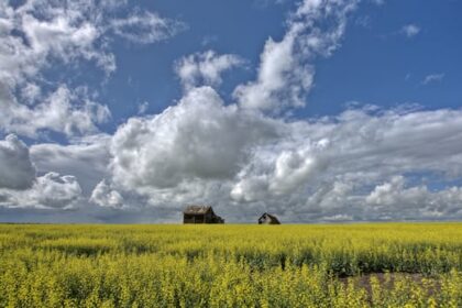 sask-looks-to-diversify-canola-export-markets-as-chinese,-us.-tariffs-bite