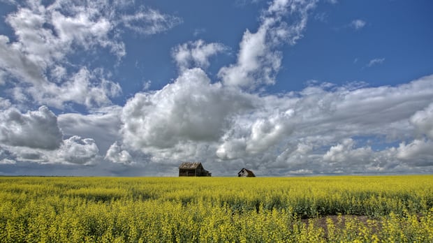 sask-looks-to-diversify-canola-export-markets-as-chinese,-us.-tariffs-bite