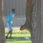 these-residents-are-going-nutty-over-neighbour-feeding-squirrels