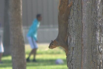 these-residents-are-going-nutty-over-neighbour-feeding-squirrels