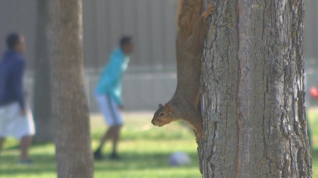 these-residents-are-going-nutty-over-neighbour-feeding-squirrels