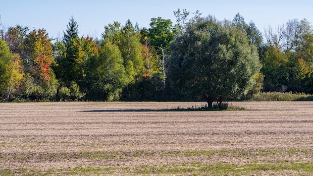 councillors-vote-against-bid-to-sink-tewin-development