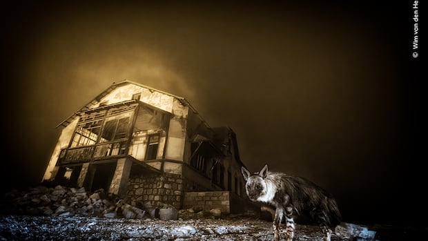 global-photography-competition-crowns-hyena-shot-winner,-hands-category-prize-to-bc.-photographer