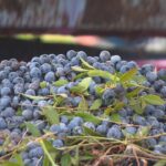 shriveled-berries,-smaller-yield:-pei.’s-wild-blueberry-harvest-takes-a-hit-from-lack-of-rainfall