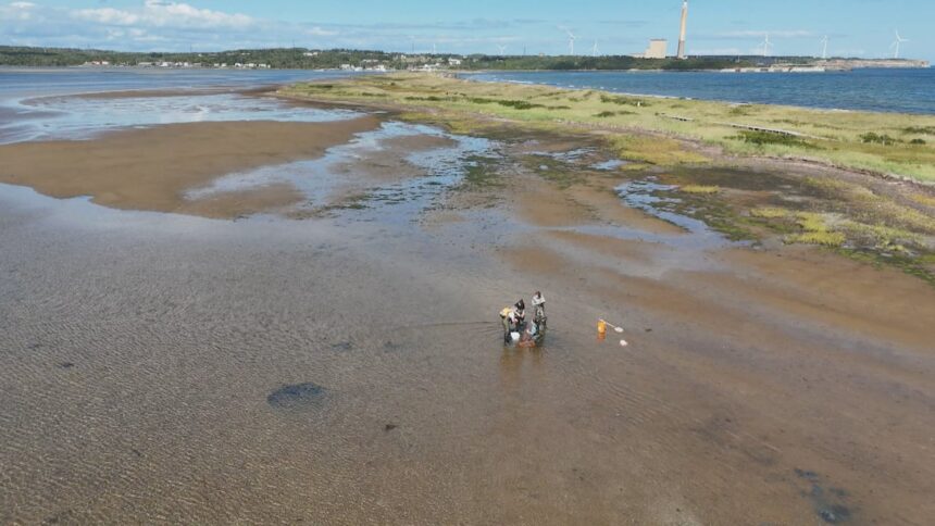 pilot-project-aims-to-fight-erosion-at-dominion-beach