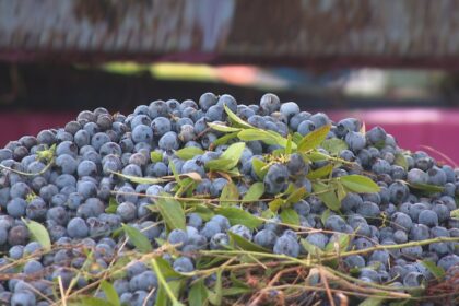 shrivelled-berries,-smaller-yield:-pei.’s-wild-blueberry-harvest-takes-a-hit-from-lack-of-rainfall