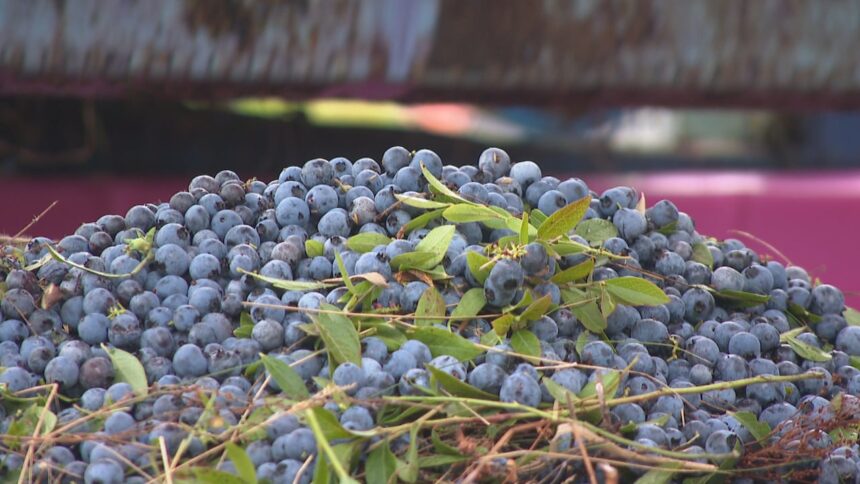 shrivelled-berries,-smaller-yield:-pei.’s-wild-blueberry-harvest-takes-a-hit-from-lack-of-rainfall