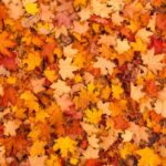 do-you-really-need-to-rake-your-leaves?