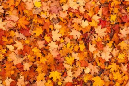 do-you-really-need-to-rake-your-leaves?