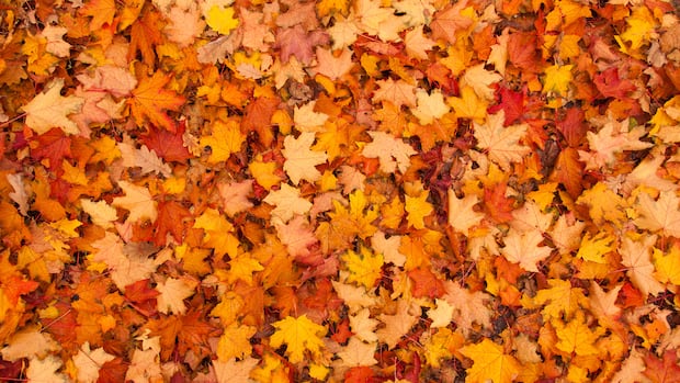 do-you-really-need-to-rake-your-leaves?