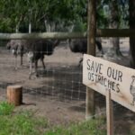no-decision-on-bc-ostrich-case-until-at-least-oct.-30,-as-cull-opponent-is-arrested