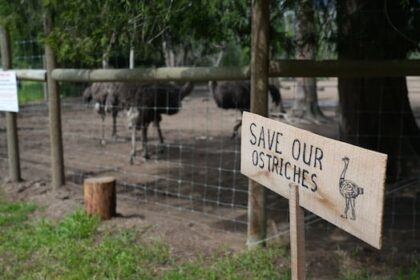 no-decision-on-bc-ostrich-case-until-at-least-oct.-30,-as-cull-opponent-is-arrested