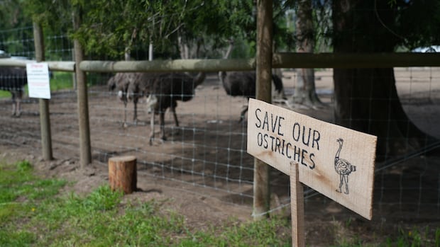 no-decision-on-bc-ostrich-case-until-at-least-oct.-30,-as-cull-opponent-is-arrested
