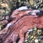rare-‘septopus’-believed-to-have-been-found-on-shore-of-bc.’s-pender-island