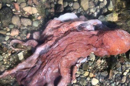 rare-‘septopus’-believed-to-have-been-found-on-shore-of-bc.’s-pender-island