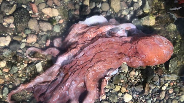 rare-‘septopus’-believed-to-have-been-found-on-shore-of-bc.’s-pender-island