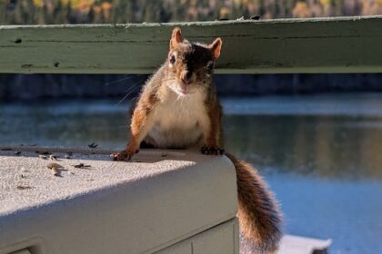 fall-friends:-enjoy-these-photos-from-around-new-brunswick