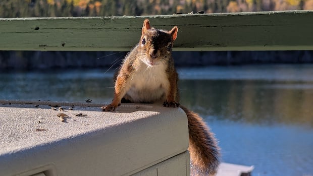 fall-friends:-enjoy-these-photos-from-around-new-brunswick