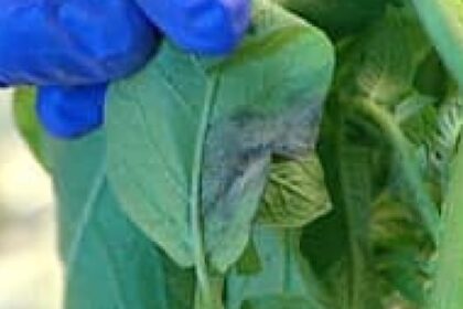 lessons-from-19th-century-ns.-crop-failure-resonate-in-age-of-climate-change