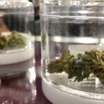 cannabis-revenue-outsmokes-liquor-sales-in-manitoba-when-it-comes-to-revenue-growth
