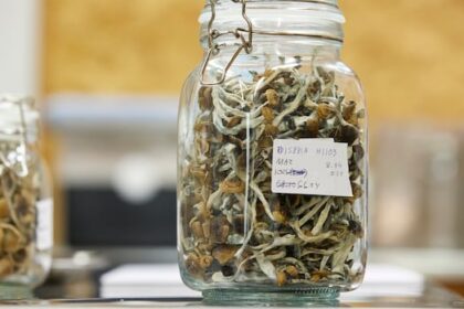 could-‘microdosing’-psilocybin-help-people-with-anxiety?-this-study-aims-to-find-out