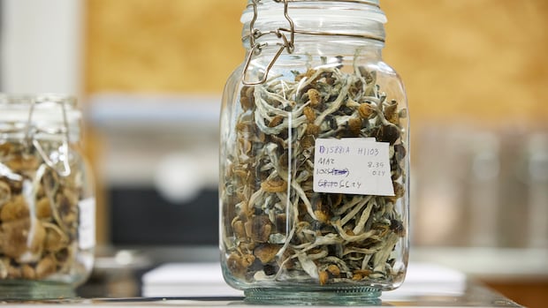 could-‘microdosing’-psilocybin-help-people-with-anxiety?-this-study-aims-to-find-out