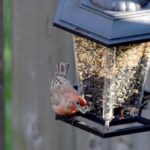 councillor-calls-for-tighter-wildlife-feeding-rules-to-control-rodents