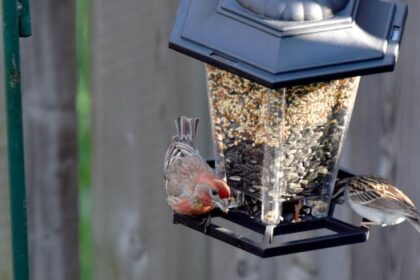 councillor-calls-for-tighter-wildlife-feeding-rules-to-control-rodents