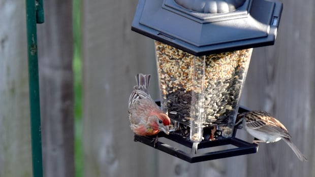 councillor-calls-for-tighter-wildlife-feeding-rules-to-control-rodents