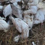 ‘it’s-disgusting’:-hunters,-wildlife-groups-react-to-dumping-of-migratory-birds-in-sask.