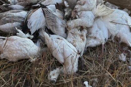 ‘it’s-disgusting’:-hunters,-wildlife-groups-react-to-dumping-of-migratory-birds-in-sask.