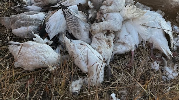‘it’s-disgusting’:-hunters,-wildlife-groups-react-to-dumping-of-migratory-birds-in-sask.