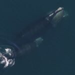 north-atlantic-right-whale-population-grew-slightly-in-2024